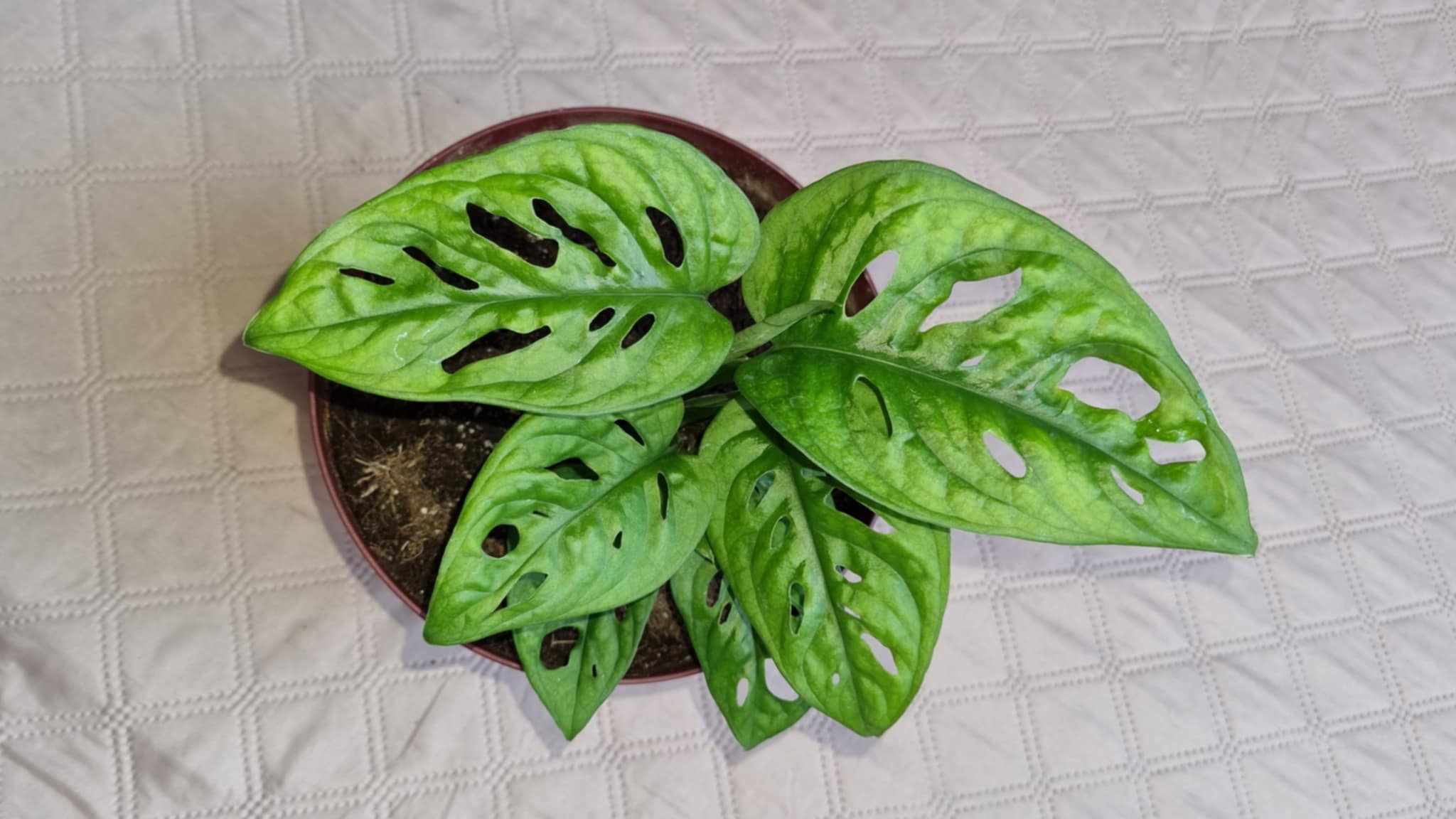 the Swiss Cheese Vine or Monkey Mask Monstera