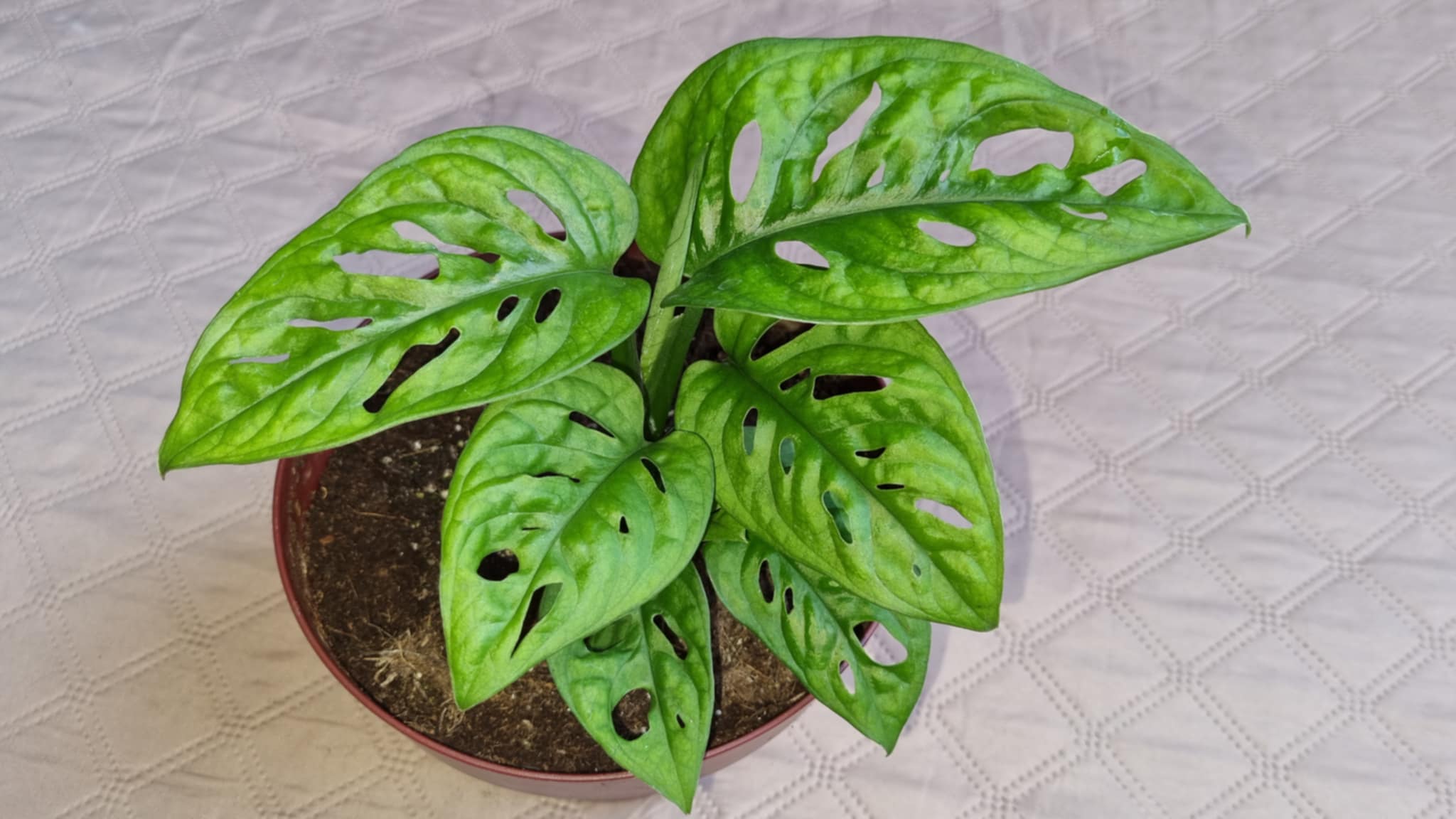 the Swiss Cheese Vine or Monkey Mask Monstera