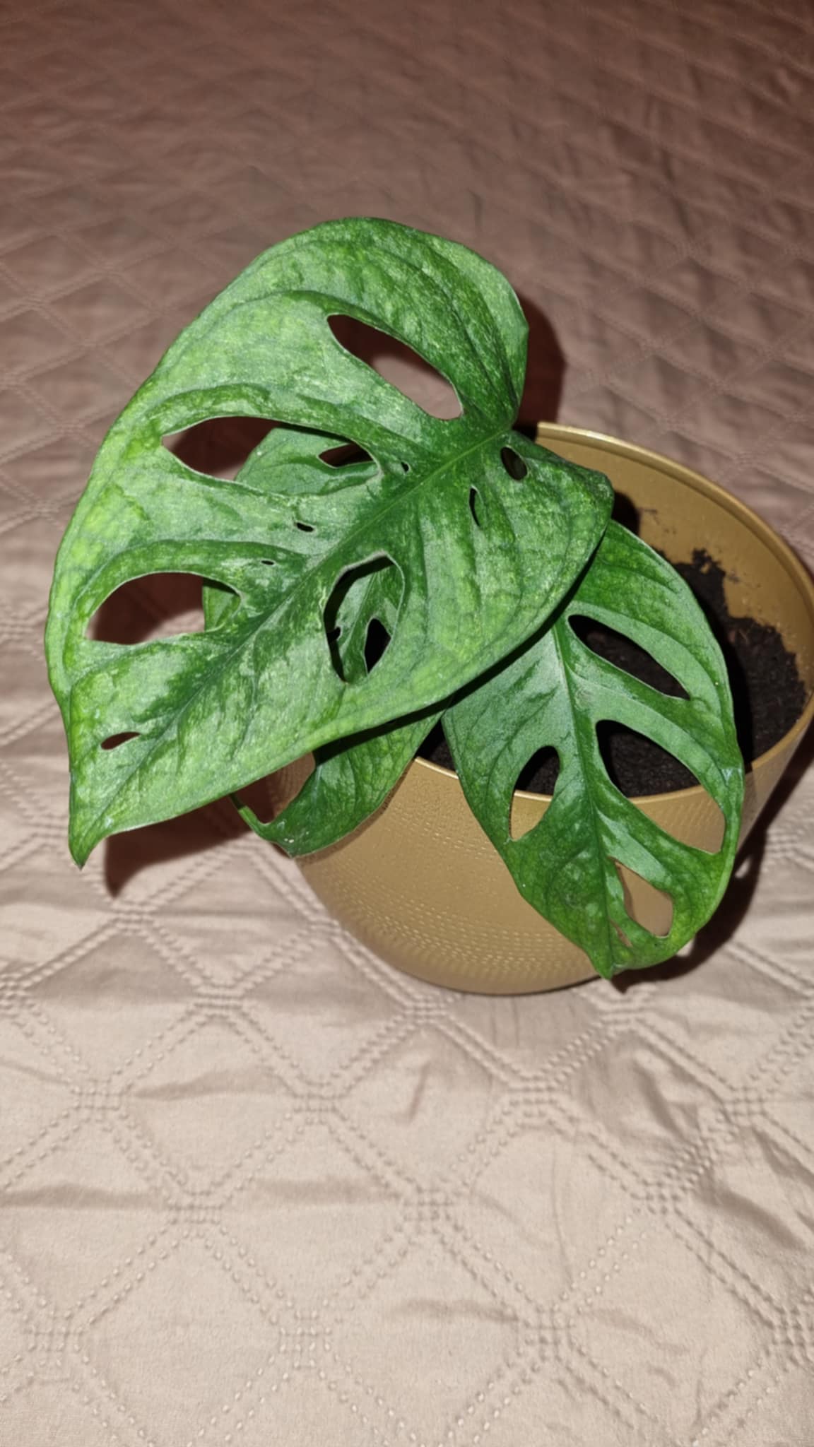 Monkey Mask Mint
