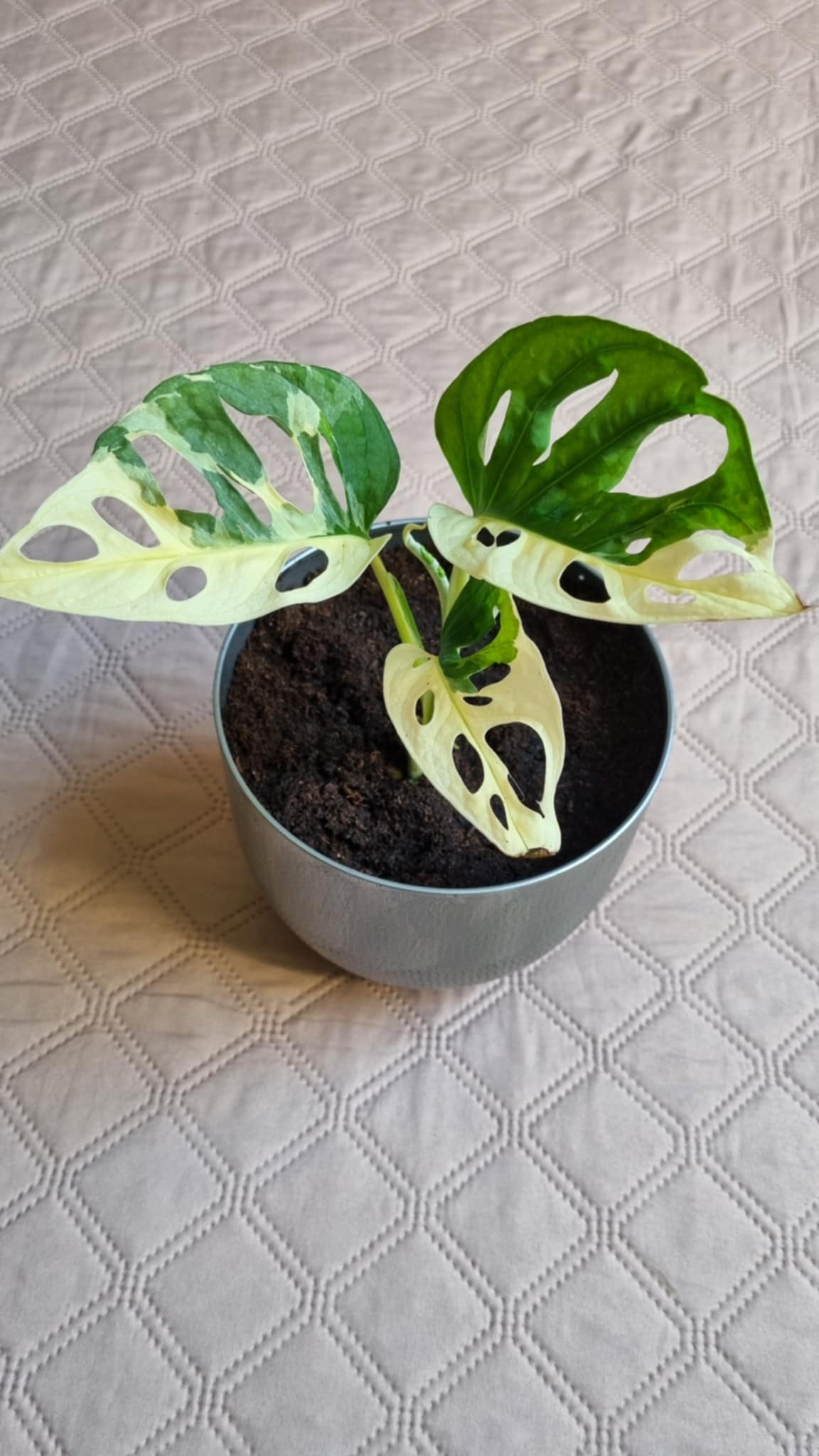 Monkey Mask Variegated
