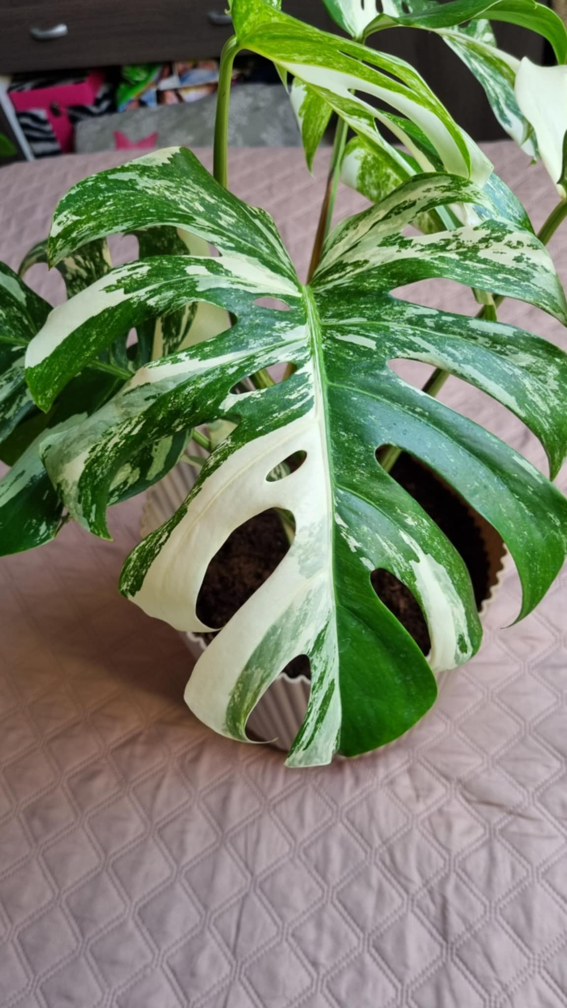 Monstera Albo Variegata
