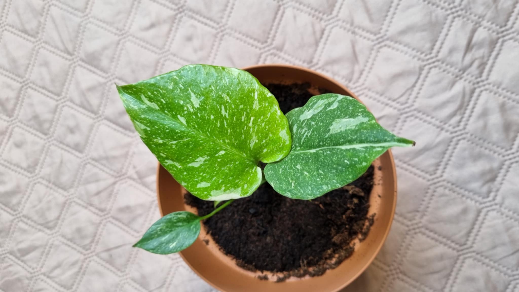 Monstera Thai Constellation