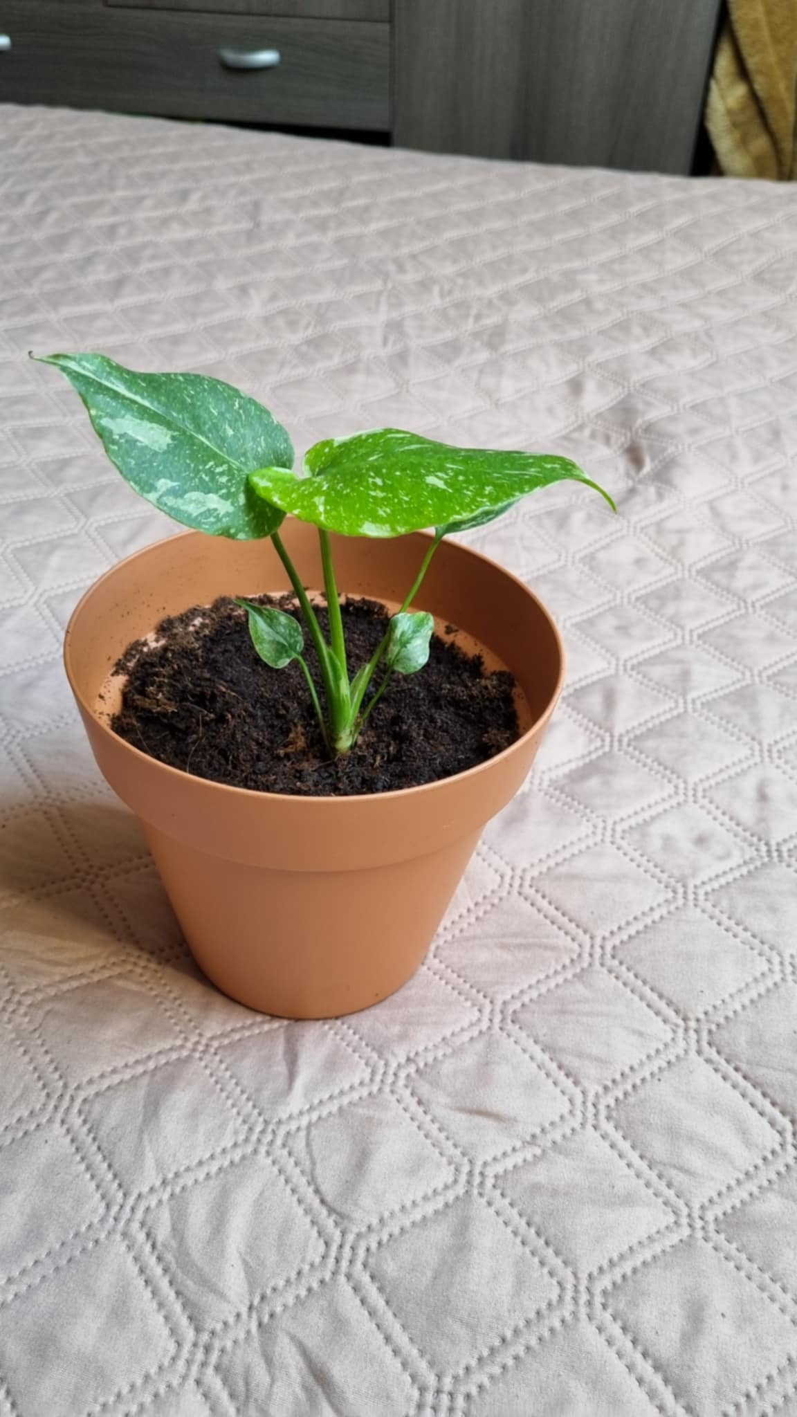 Monstera Thai Constellation
