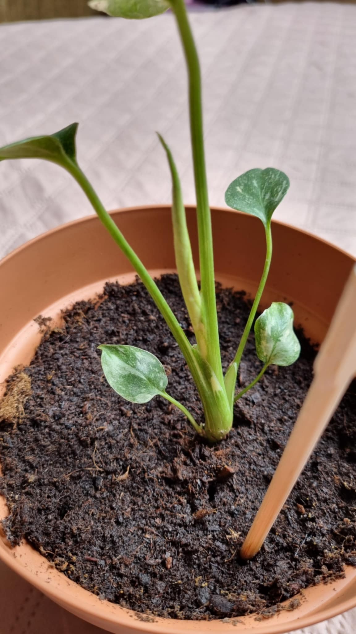 Monstera Thai Constellation