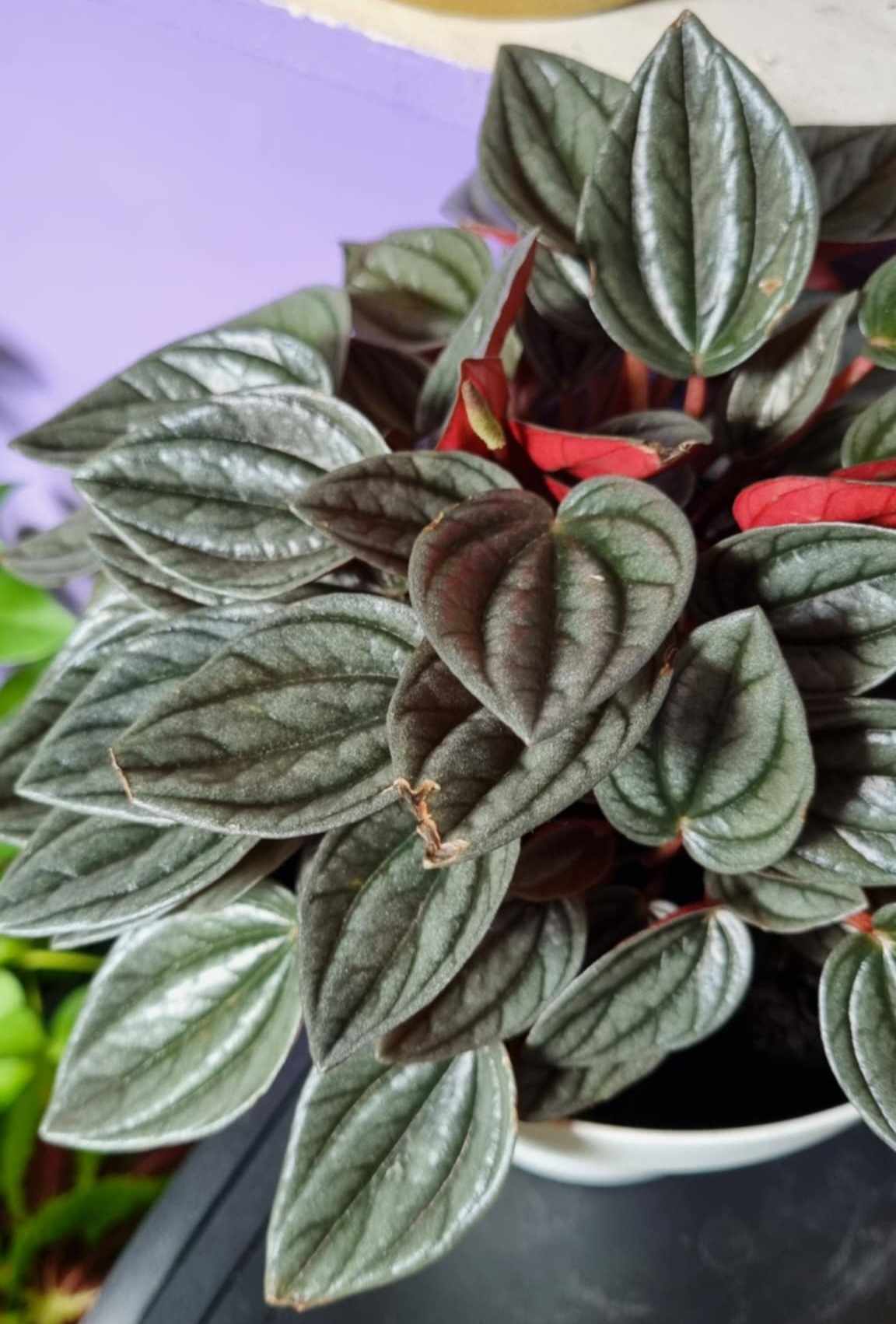 Peperomia Santorini