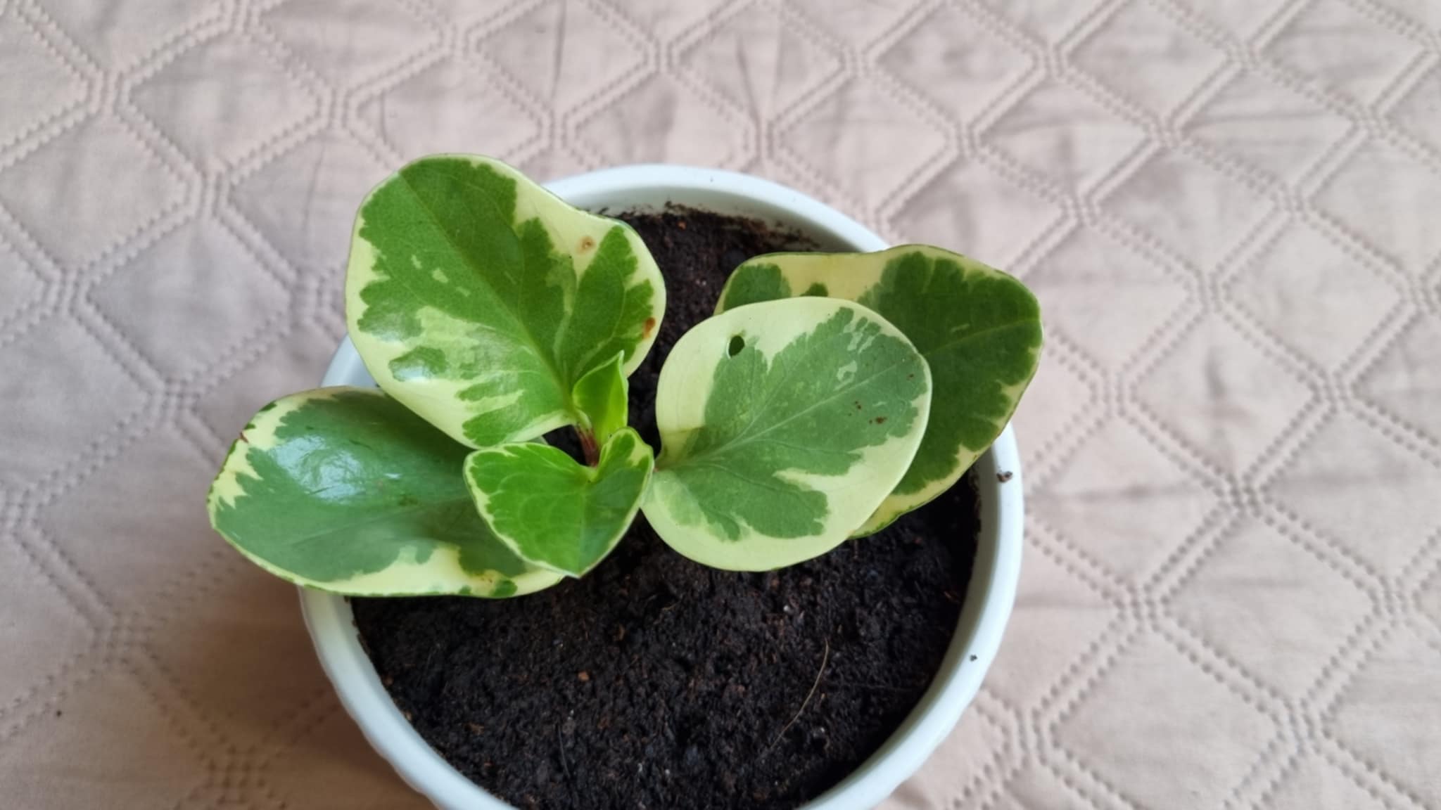 American Rubber Plant Variegated