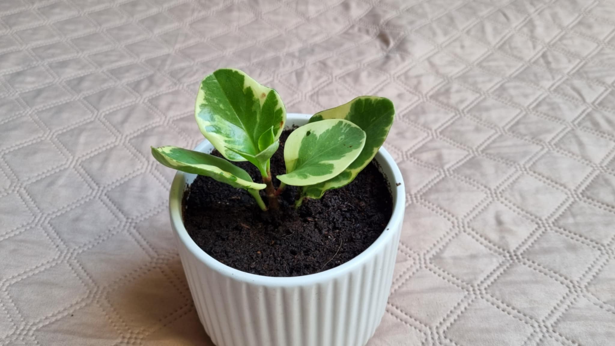 American Rubber Plant Variegated