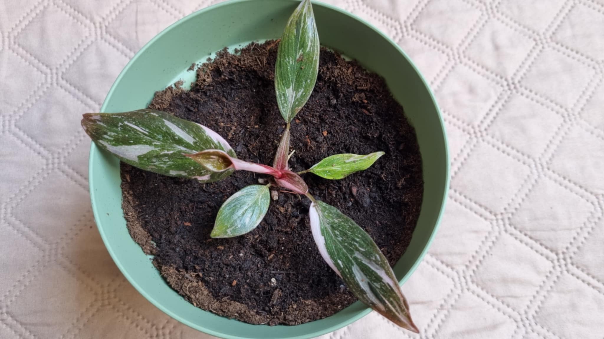 Philodendron Pink Princess