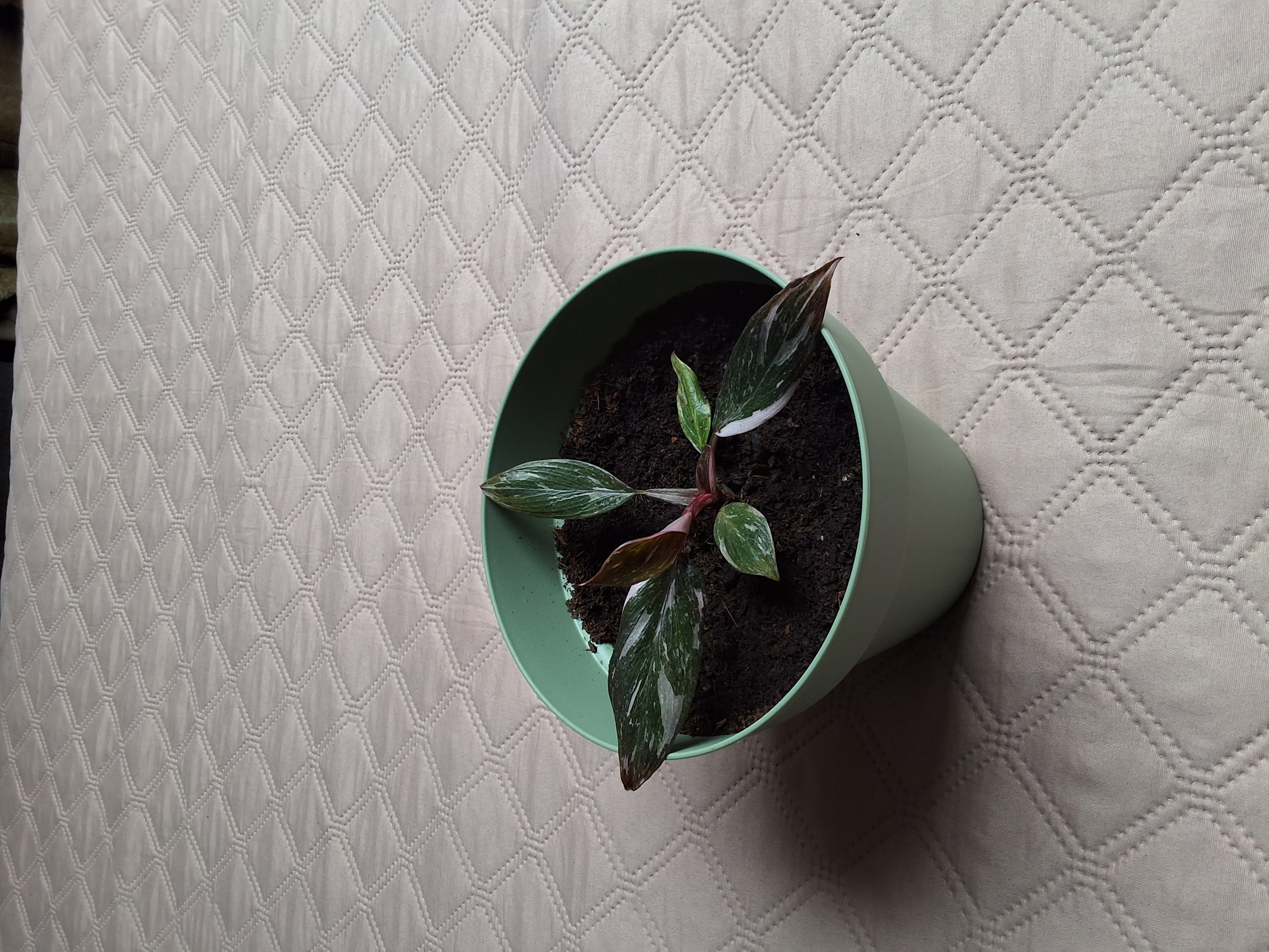 Philodendron Pink Princess