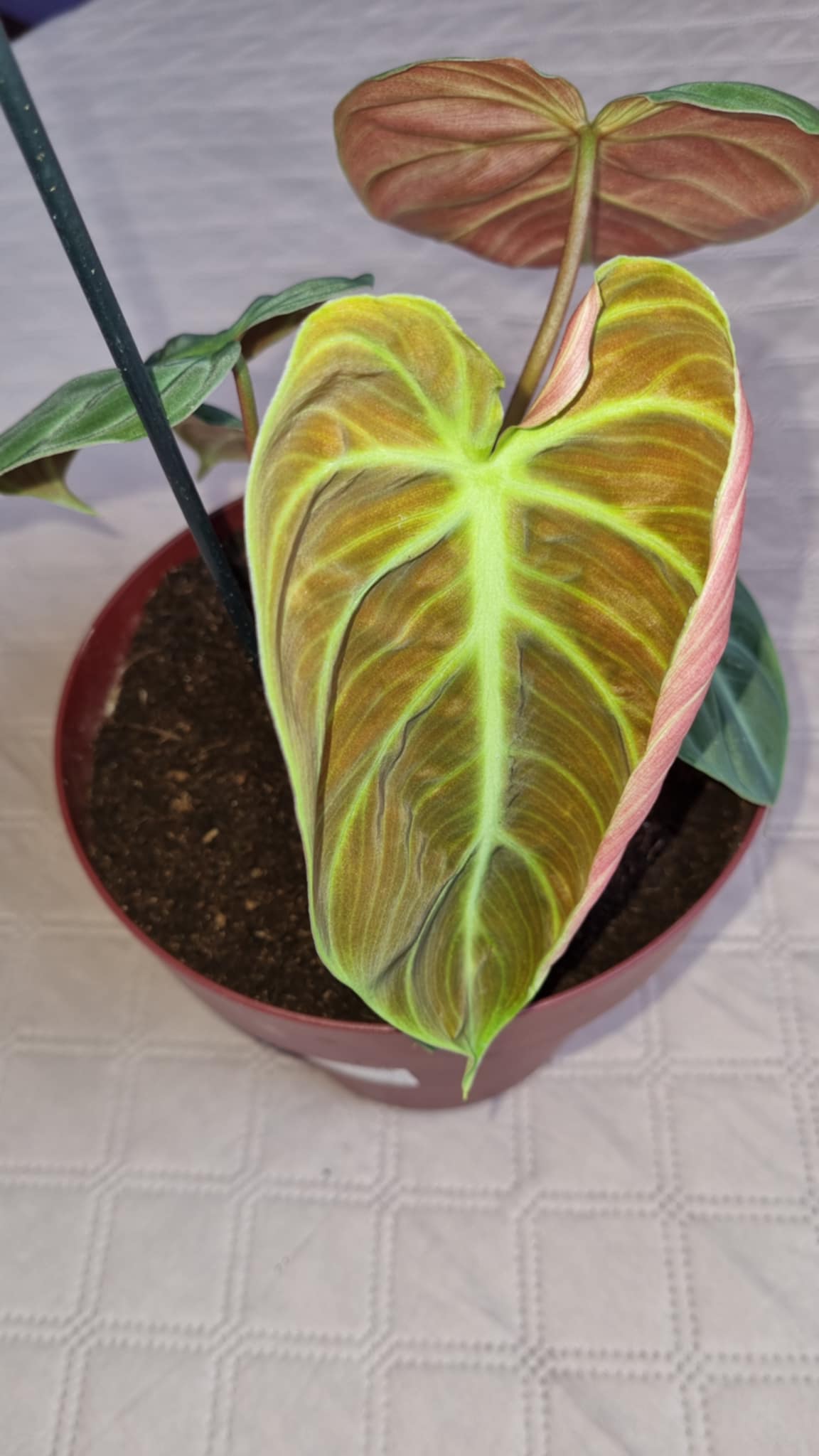 Philodendron Red Leaf