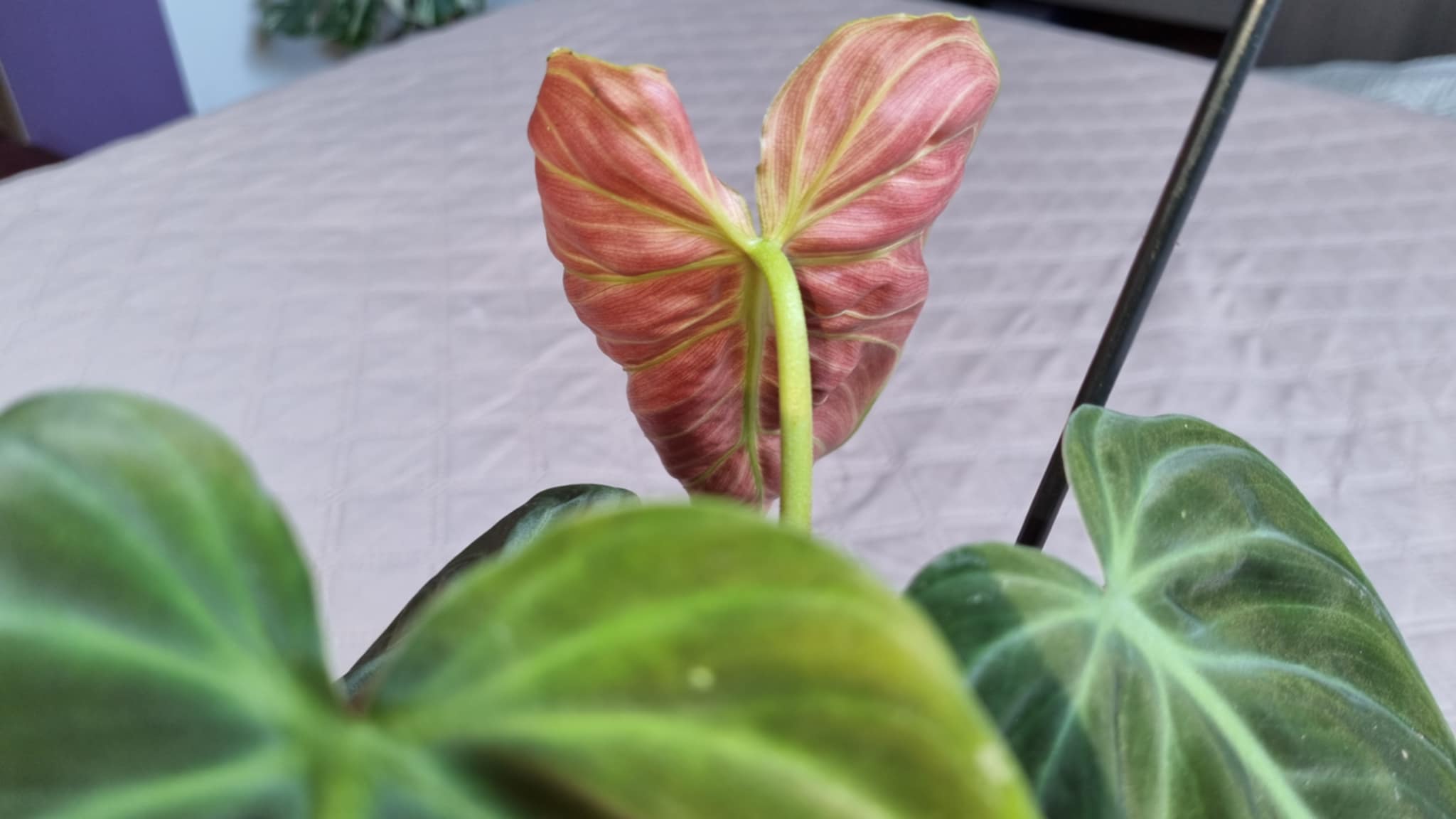 Philodendron Red Leaf