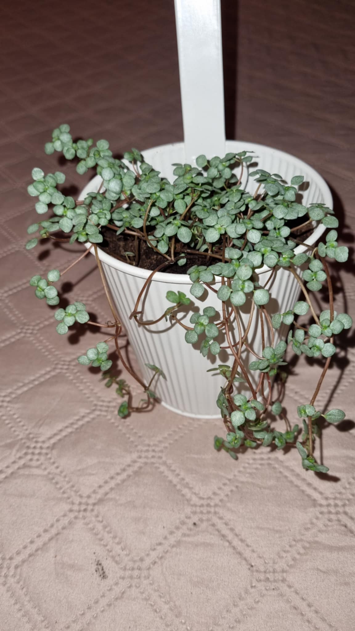 Pilea Libanensis