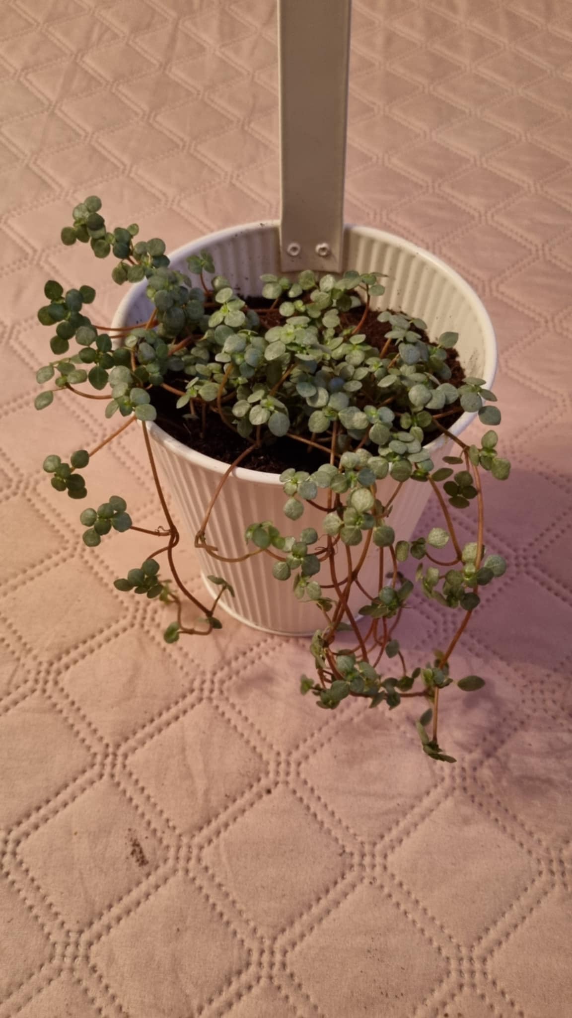 Pilea Libanensis