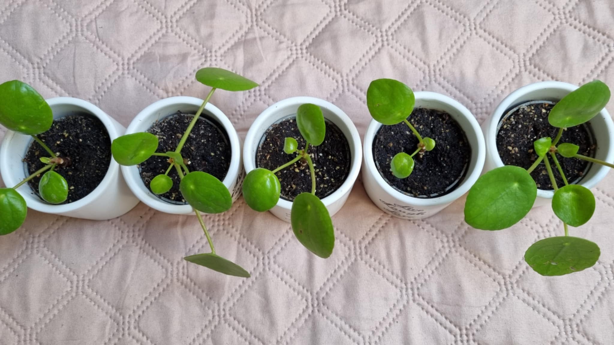 Pilea peperomioides Diels