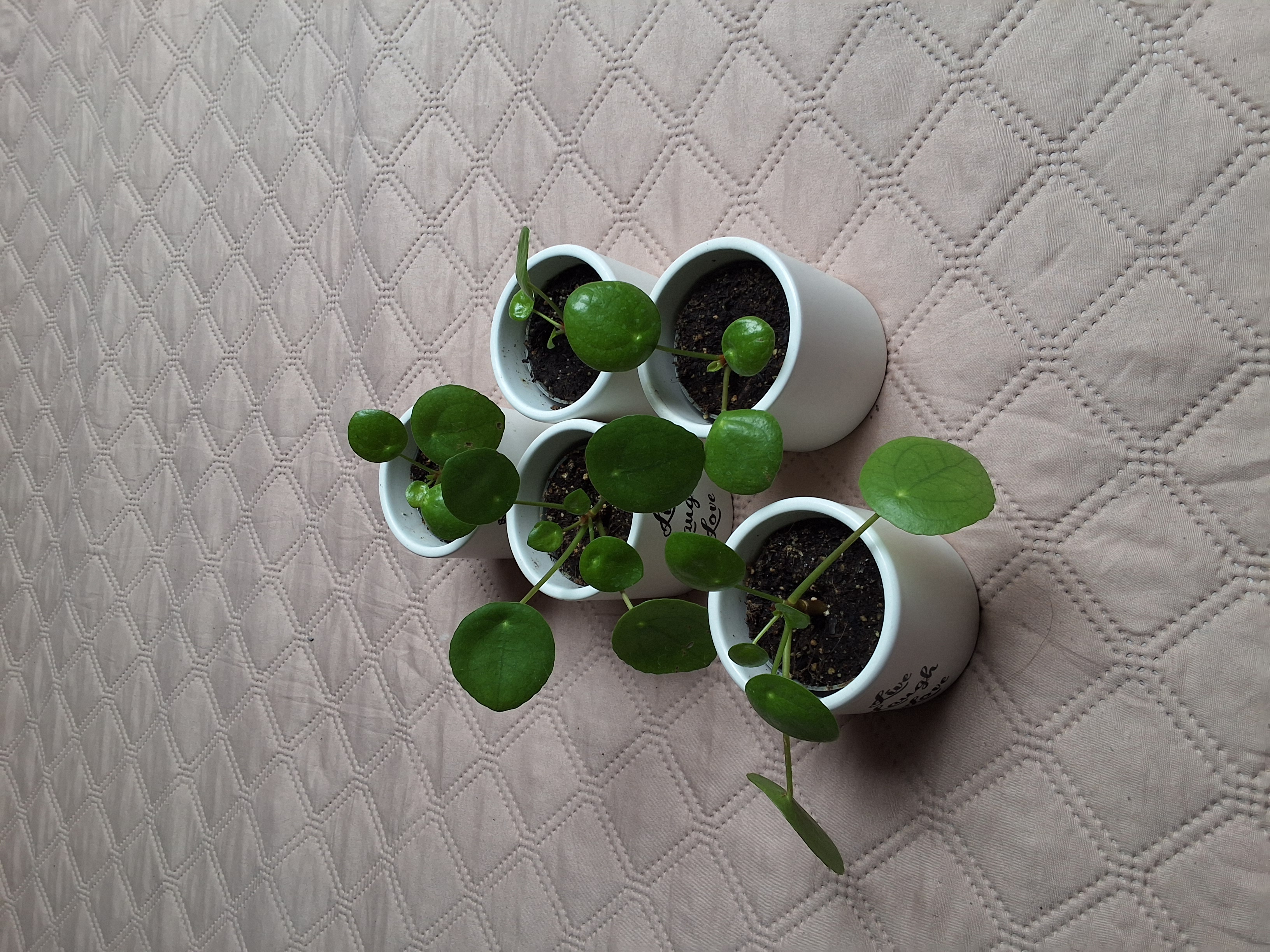 Pilea peperomioides Diels