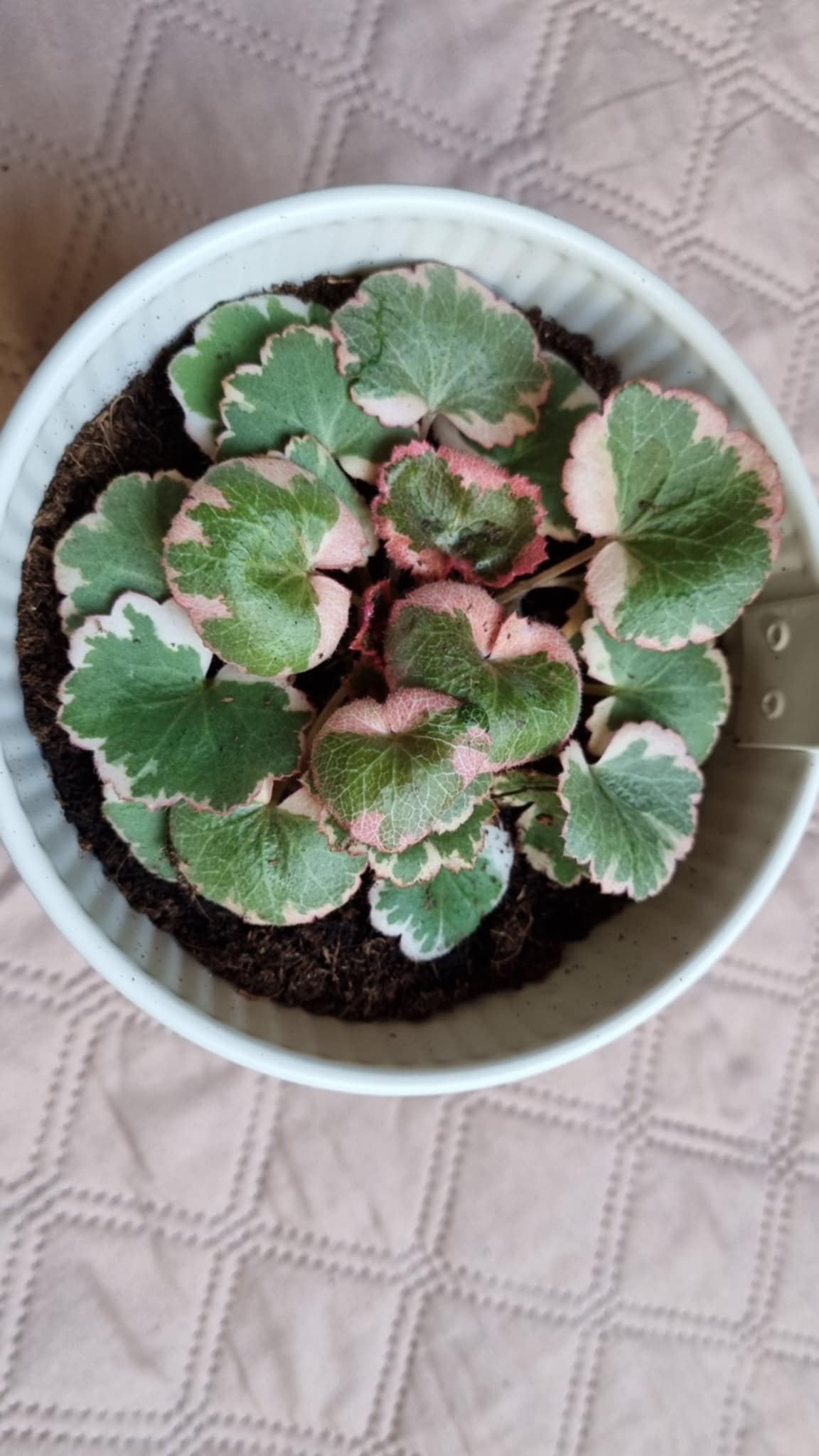 Strawberry Begonia