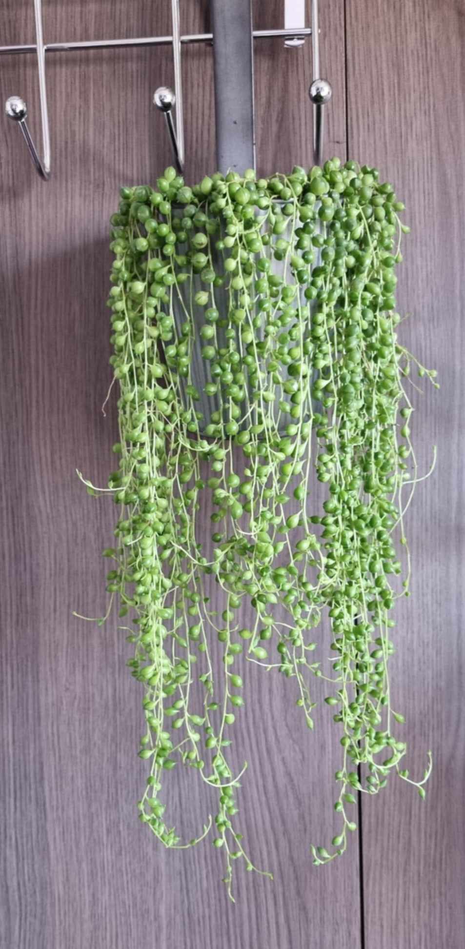 String of Pearls