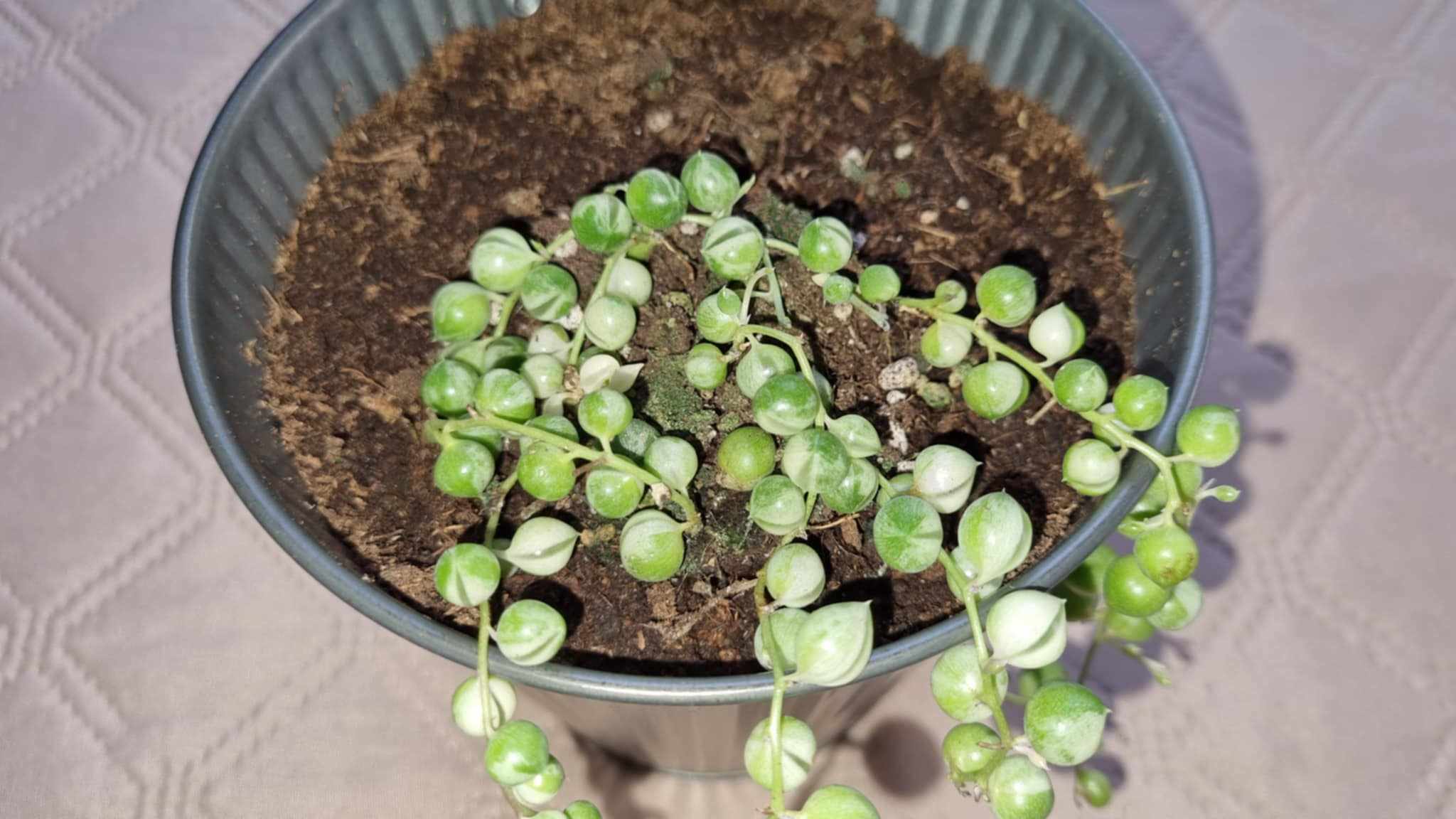 Variegated String of Pearls