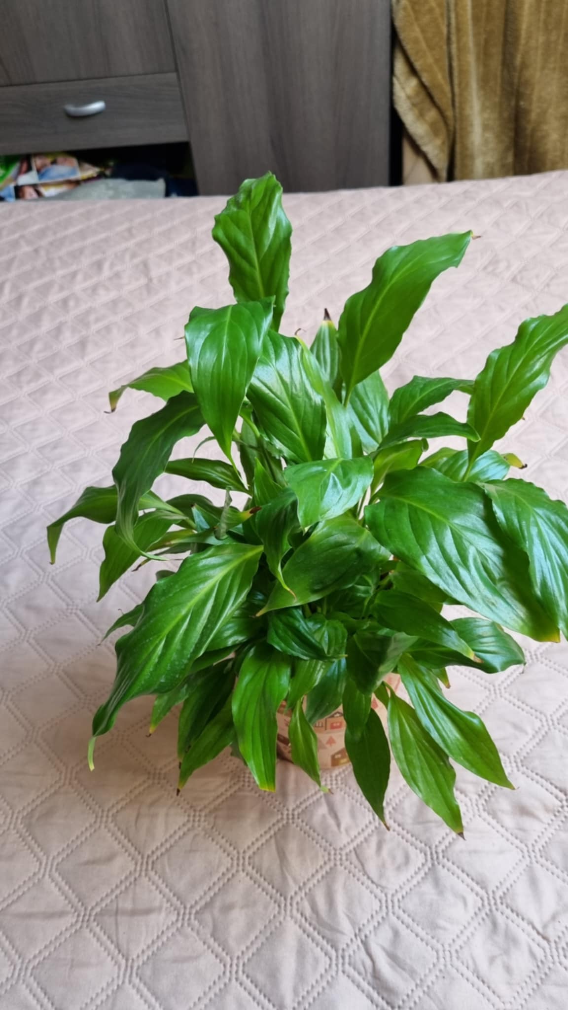 Peace Lily