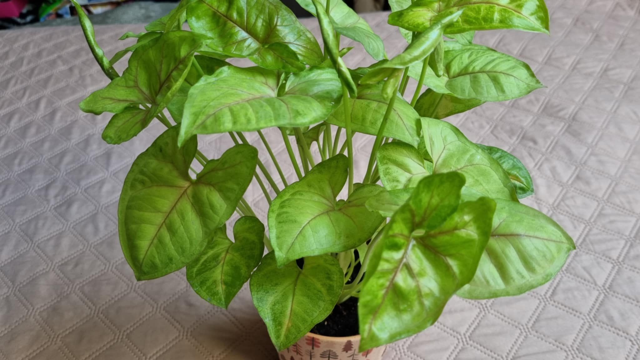 Arrowhead Plant