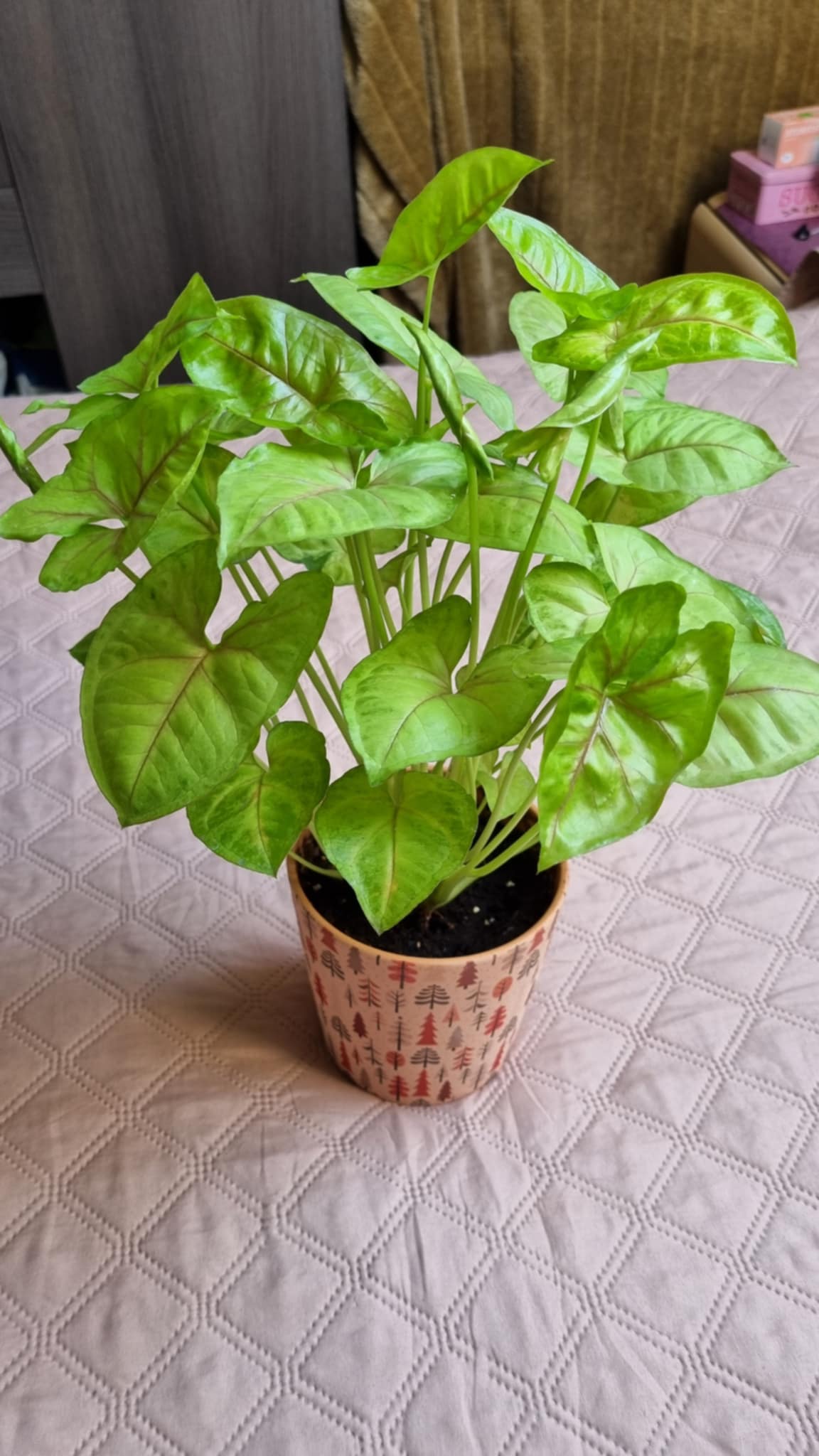 Arrowhead Plant