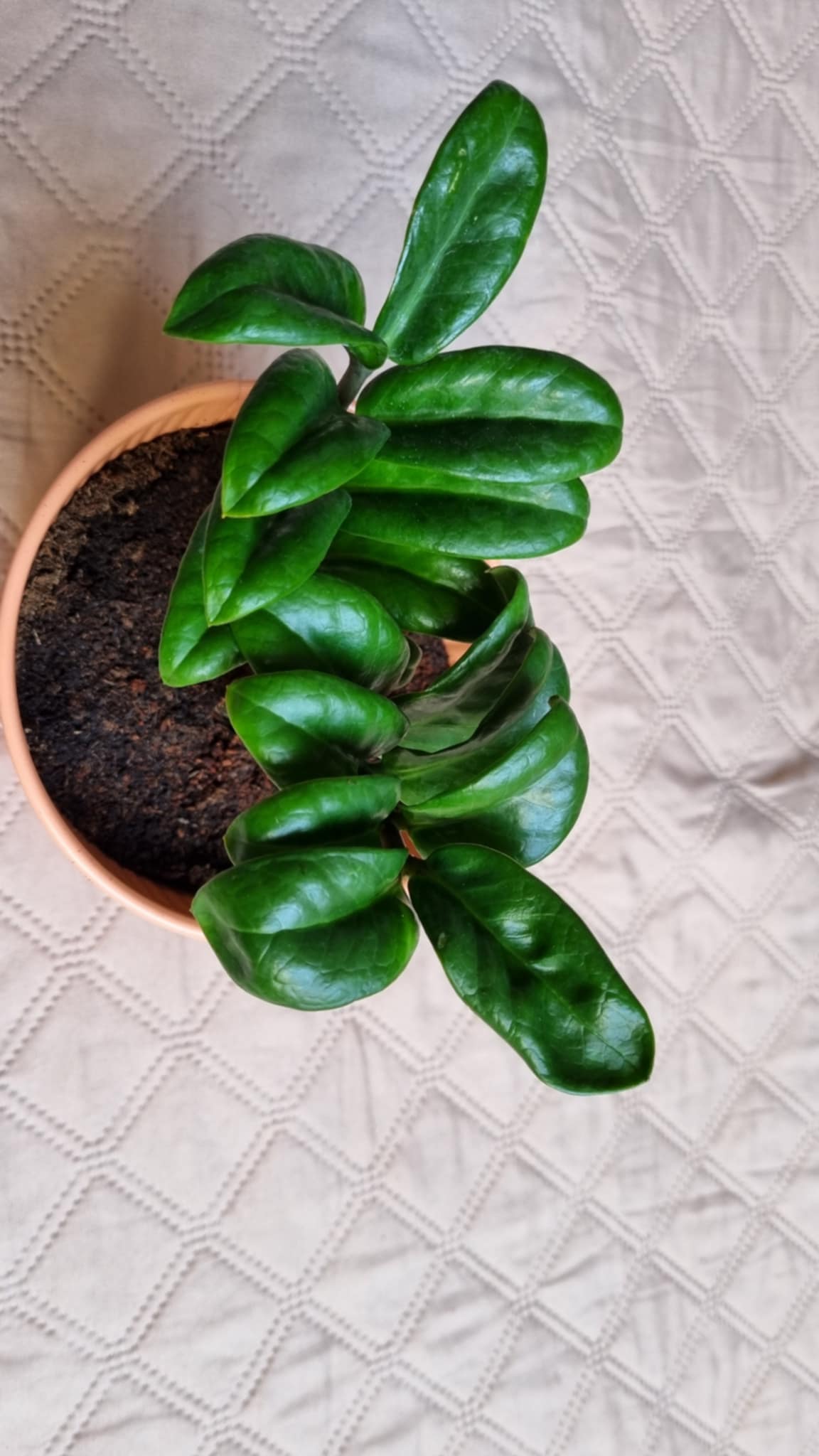 ZZ Plant