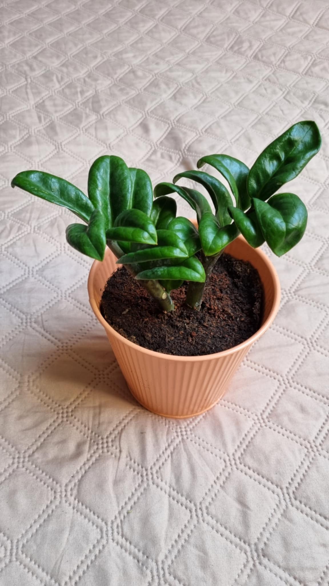 ZZ Plant